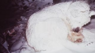 Помагайки на замръзнало куче, хората с голяма изненада виждат какво крие под себе си
