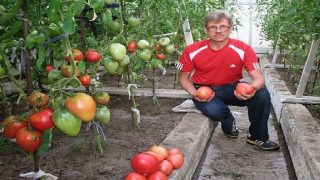Градинар: Пръскам растенията с инфузия от мая, краставиците и доматите ми не се разболяват!