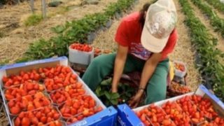 Брах ягоди в Англия: Вижте какво сподели