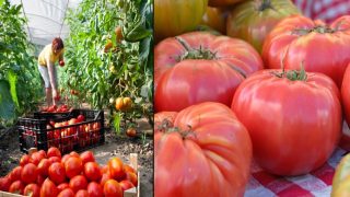 Градинар: Сладка доматена реколта се постига чрез тези съвети