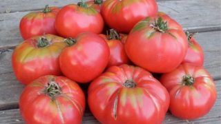 Градинар съветва: За богата реколта от домати направете това