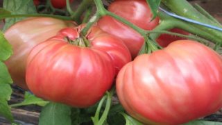 Съвети при отглеждането на домати, краставици, лук и чесън!