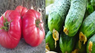 С този съвет от Градинар, ще имате големи и здрави краставици и домати!