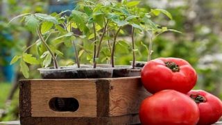 Градинар споделя: За здрав разсад от домати правя това