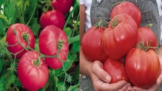 Градинарски съвети при отглеждането на домати