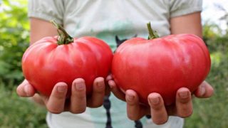 Съвет от Градинар: За големи и здрави домати пръскам растенията с инфузия от мая