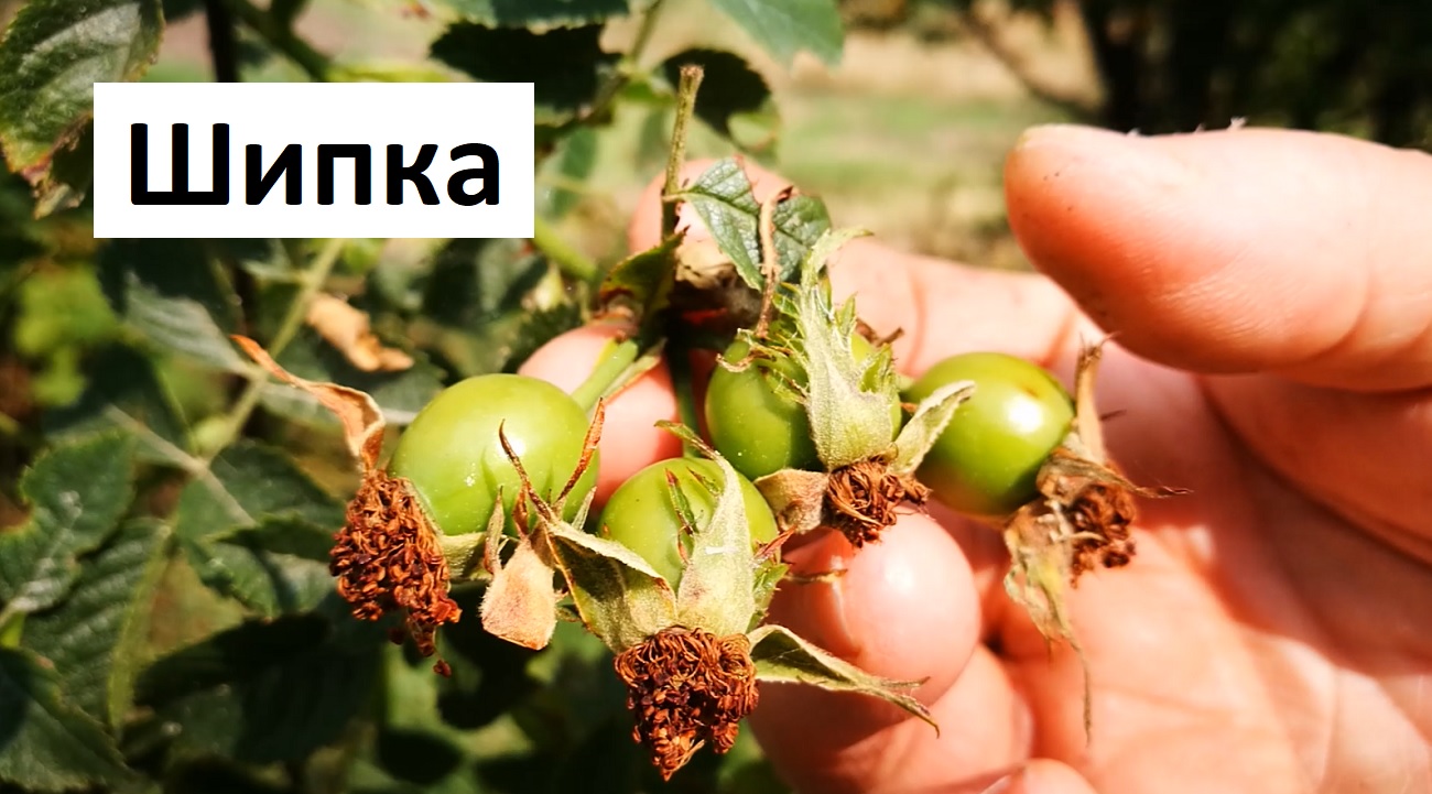 Любопитна информация за Шипката! Знаехте ли я?