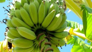 Банан в градината – Градинар споделя информация