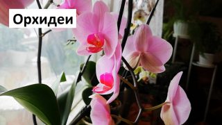 Отглеждане на орхидеи у дома