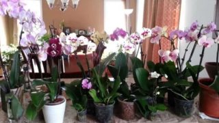 Орхидеята има силна енергия и влияе на дома – Прочетете какво прави