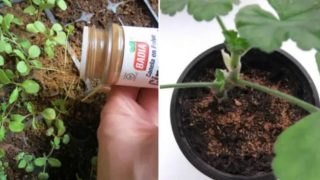 Ето как да имате буен растеж и цъфтеж на цветята