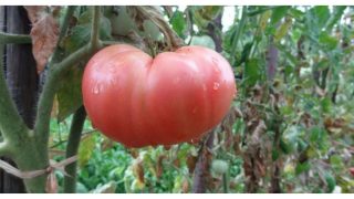 От дядо ми ги знам: Хитрини за засаждане на домати – растат над 2 метра сочни, едри и ароматни