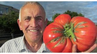 Дядо Пешо споделя: Пръскам доматите с инфузия от мая, те и другите зеленчуци не се разболяват