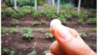 Градинар от България споделя няколко метода как да използваме Аспирин в градината!