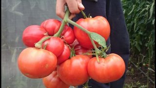Градинарка: Подхраних с мая и доматите ми миналата година се превиха от плод