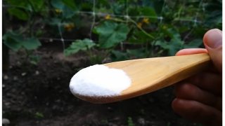 Градинар от България споделя как със сода пази градината си от вредители и болести!