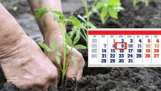 Градинарски календар: Кое кога се сади!