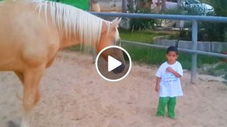 Този кон се приближи до детето и това което се случи след това ще ви изненада