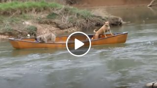 Всеки гледал остава без думи като види тези две кучета сами в лодката и това което се случи