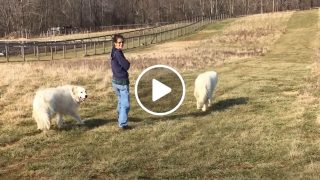 Тя излезе на разходка с двете си кучета но само погледнете кой се присъедини към тях!