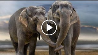 Тези два слона бяха живели заедно в един цирк, но съдбата ги беше разделила! Сега обаче пак се събраха: Вижте ги
