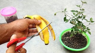 Всеки трябва да го знае! Ето защо опитните градинари започнаха да използват банановата кора в градината: