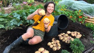 Как да отглеждаме: Картофи! Градинарка споделя какво точно прави за да има изобилна и здрава реколта