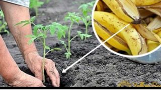 Банана е спасителен пояс за стайни и градински растения: Ето как го използвам