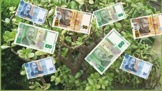 Привлечете пари с помоща на дървото на живота: Ето как се отглежда