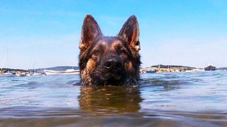 Не игнорирайте това куче, което плува 11 часа до брега, за да повика помощ за стопанина си: ВИДЕО