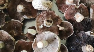 Гъбарство за начинаещи: Опознайте диворастящите печурки в България + ВИДЕО