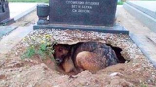 Кучето отказва да напусне гроба – тогава една жена се приближива и открива защо