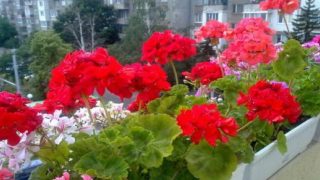 Градинарка споделя тайната за целогодишен цъфтеж на Мушкатото