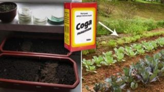Содата бикарбонат се оказва Верен помощник в градината – Ето рецепти как да я използвате