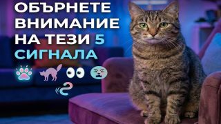 Как котките предупреждават стопаните си за надвиснала беда: обърнете внимание на тези 5 сигнала