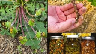 Защо корените на глухарчето са най-важната част от това лечебно растение