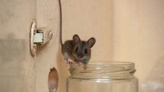 Забравете капаните и отровите – безвреден начин да прогоним мишките от дома си бързо и лесно