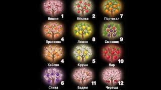 Плодното дърво, което те привлича, издава скрита черта от характера ти