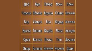 Кое дърво харесваш най-много? Виж какво разкрива това за твоя характер!