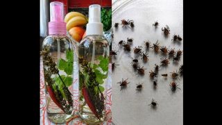 Гарантиран планинарски трик срещу кърлежи, комари и мухи – правя го от години и почти не ме хапят
